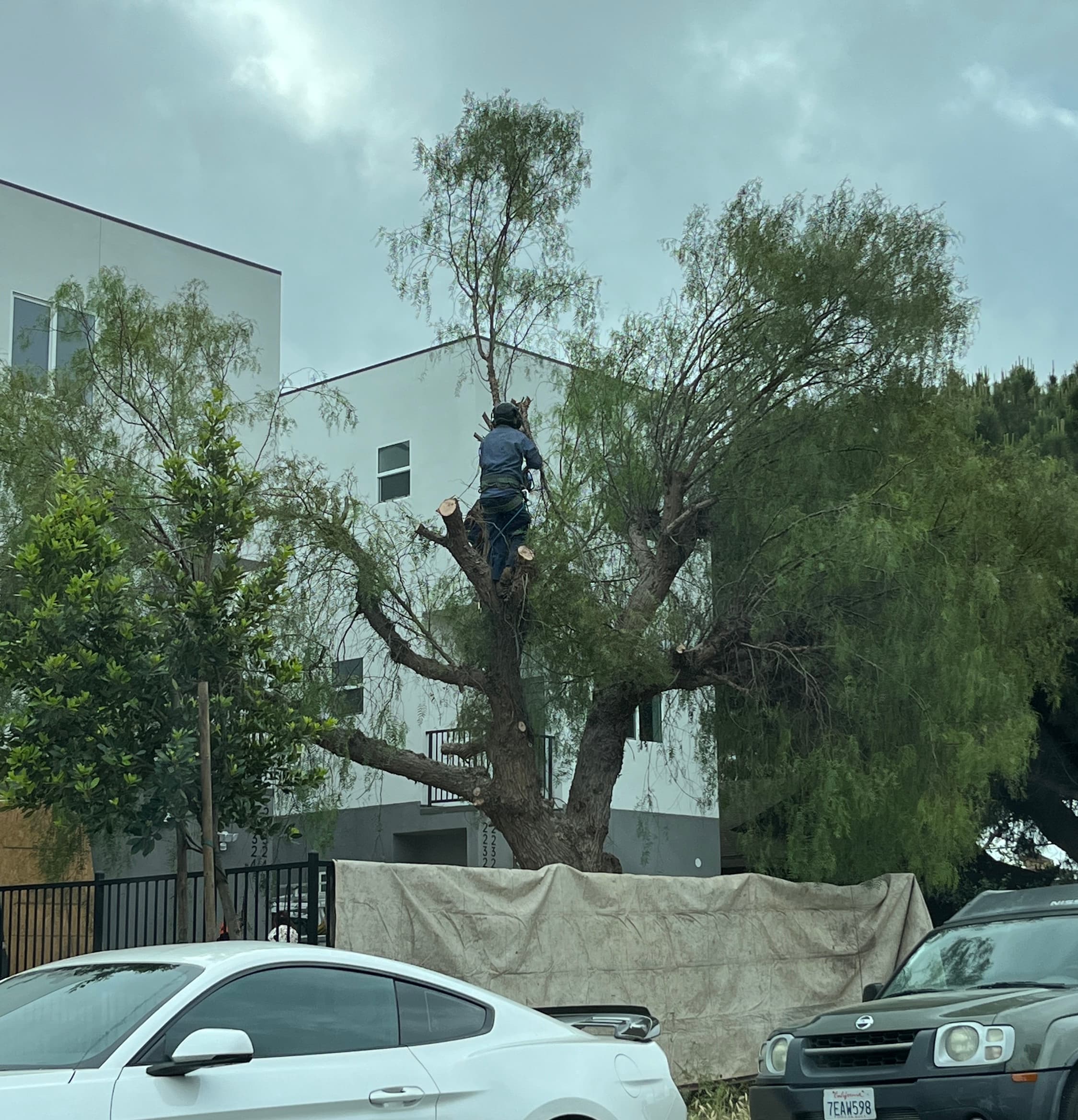 Tree trimming crew working in the South Bay